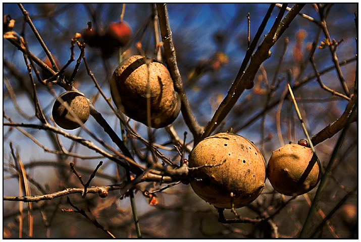 Seed Pods