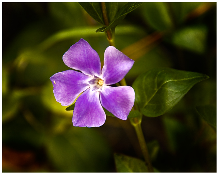 Vinca