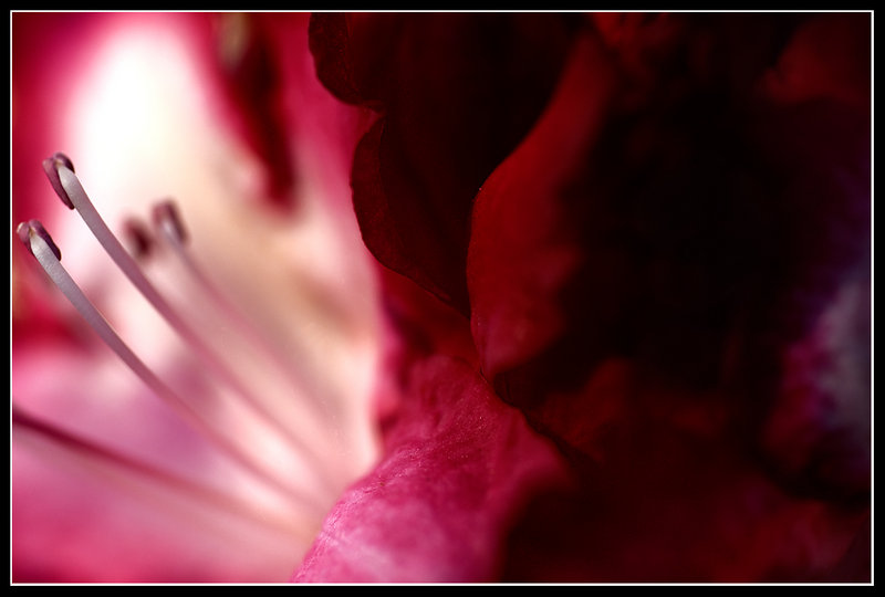 Rhododendron Blossom
