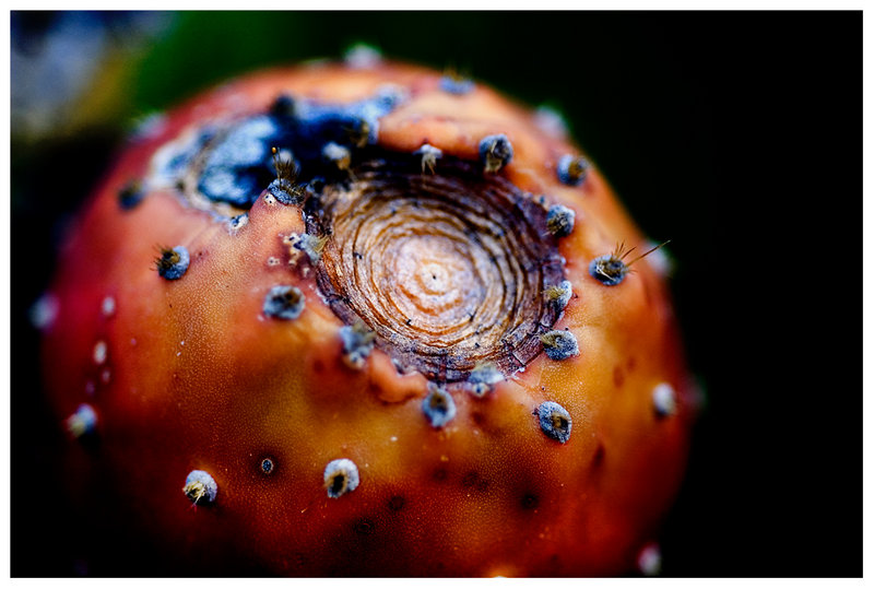 Prickly Pear Cactus