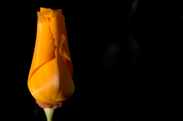 Poppy