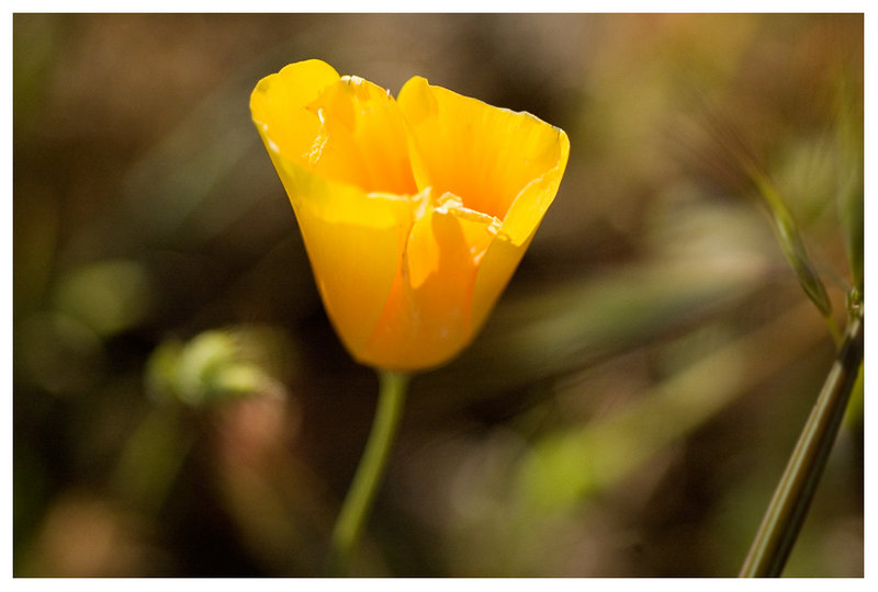North Butte Poppy
