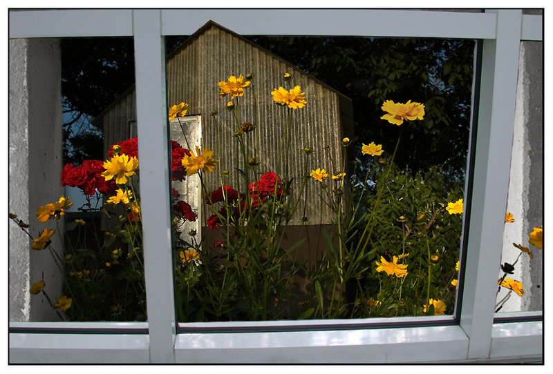 Farm flowers