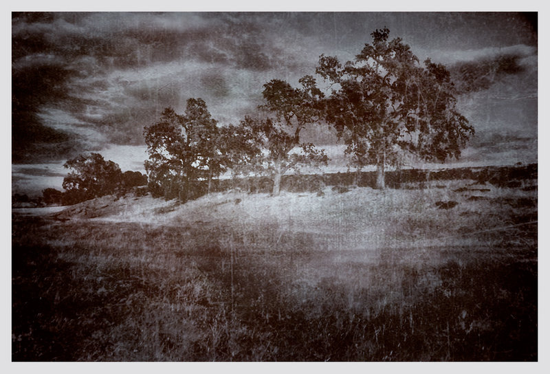 Oak  Trees