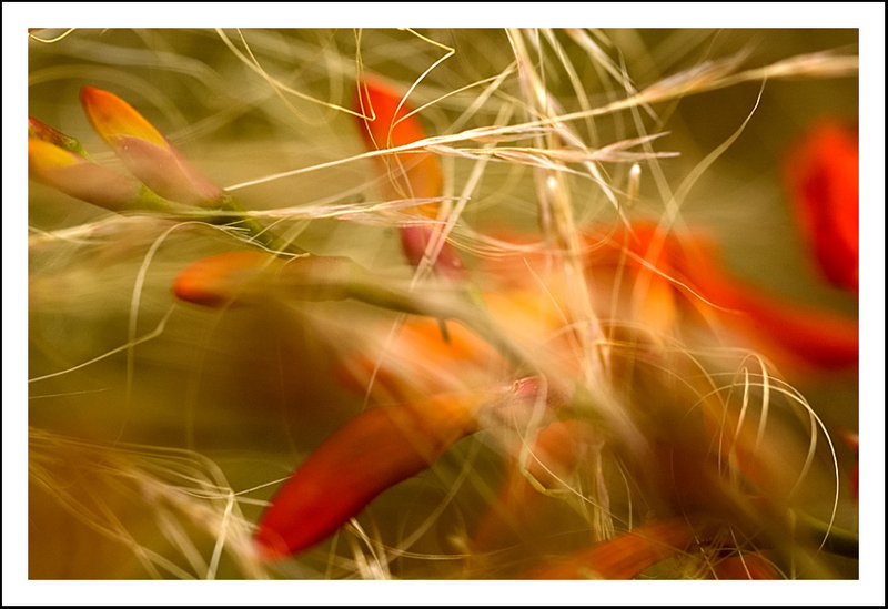 Indian Paintbrush in grasses