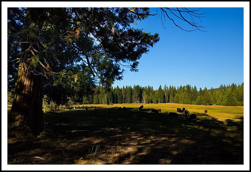 Butte Meadows