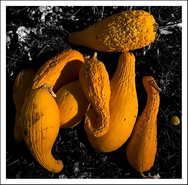Garden Squash