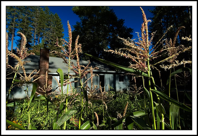 Garden Corn