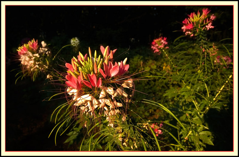 Cleome in morning sun
