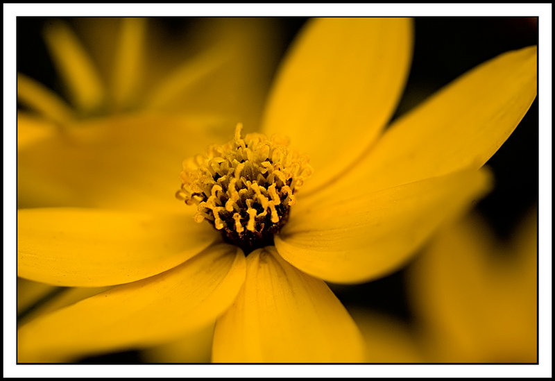 Yellow Flower