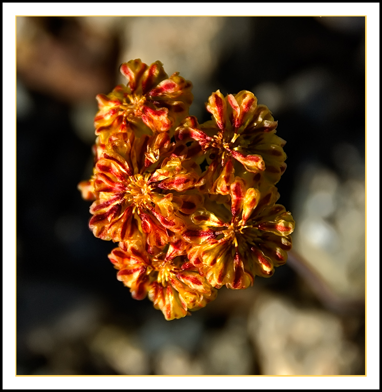 Wildflower in rocks