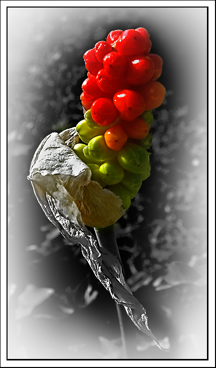 Seed Pod
