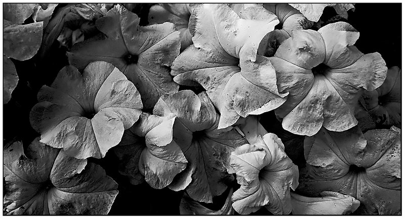 Petunias in B&W