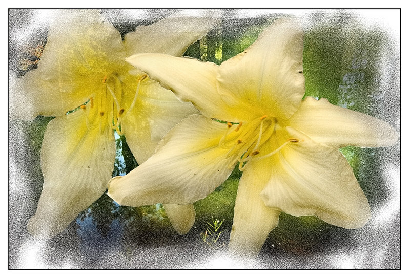 Pond andTiger Lilly