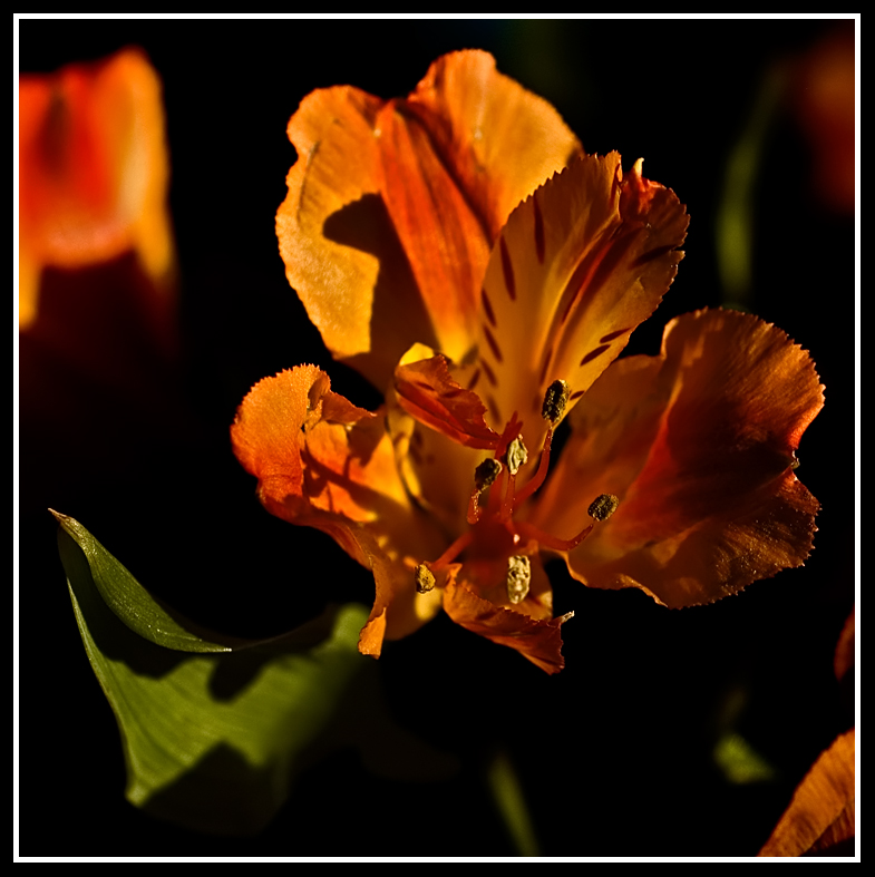 Day's last rays