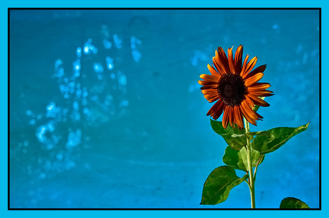 Sunflower and Pool