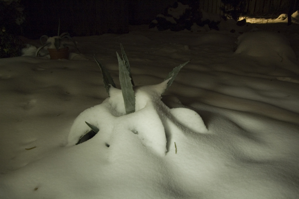 SnowCactus1web2.jpg