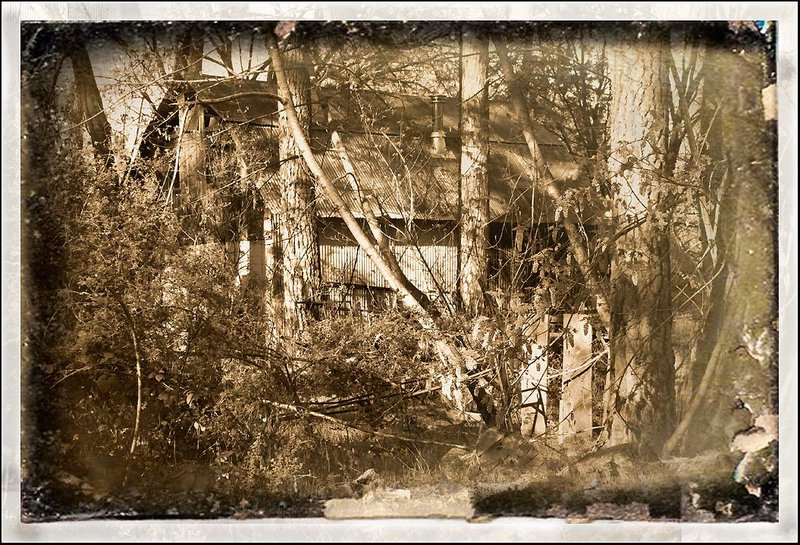 Through The Woods
