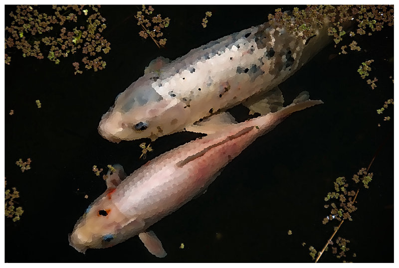Carp 1