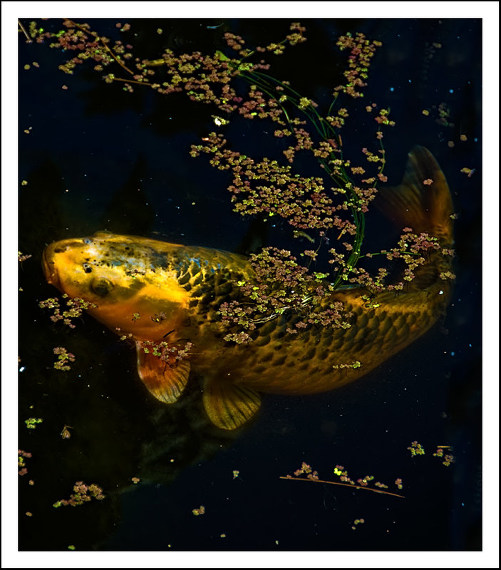 Carp 2