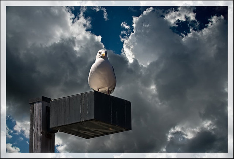 Woodley Island Seagull