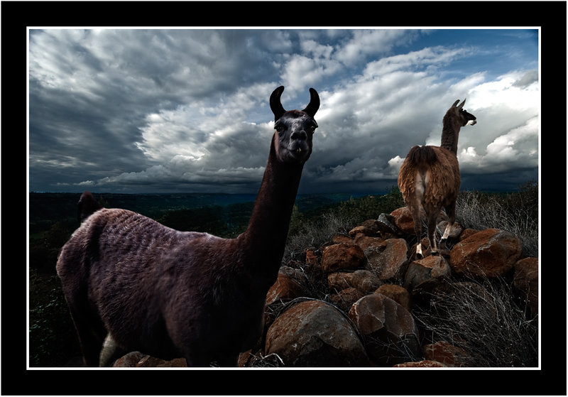 Llama getaway