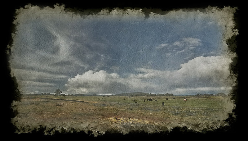 Table Mountain with wildflowers and cattle