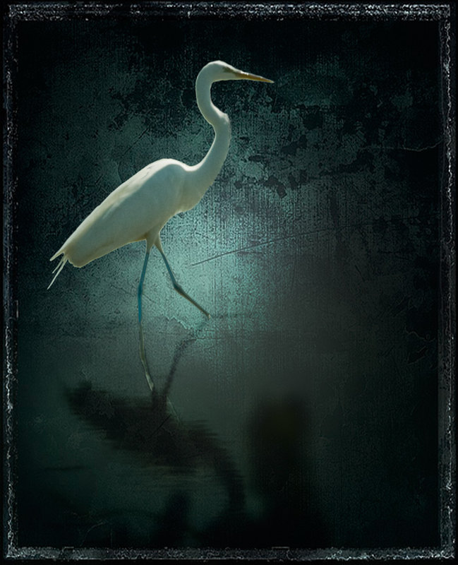 Egret