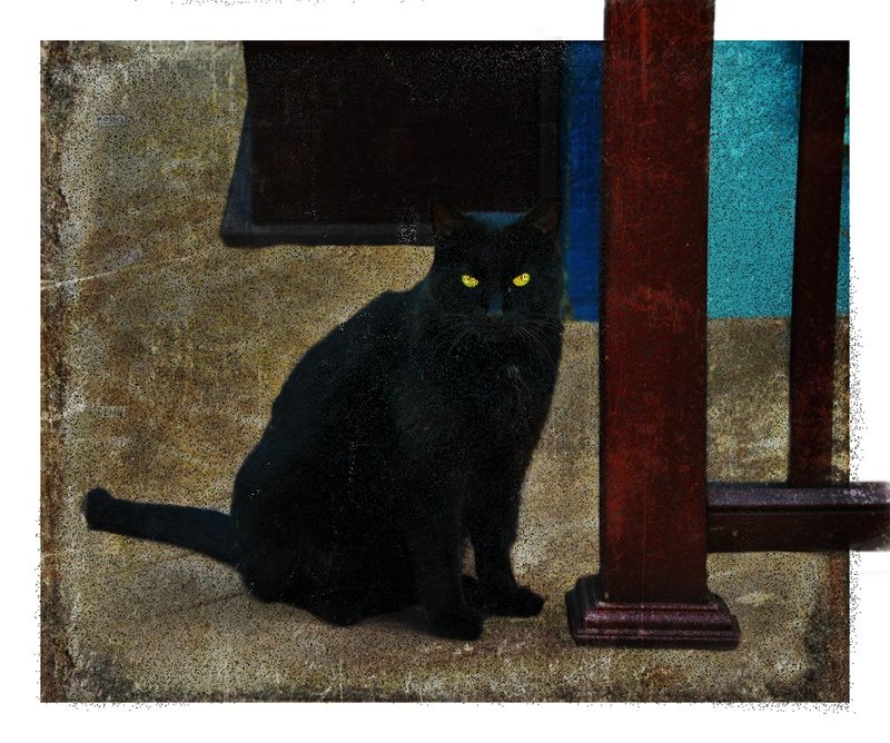 Black Cat