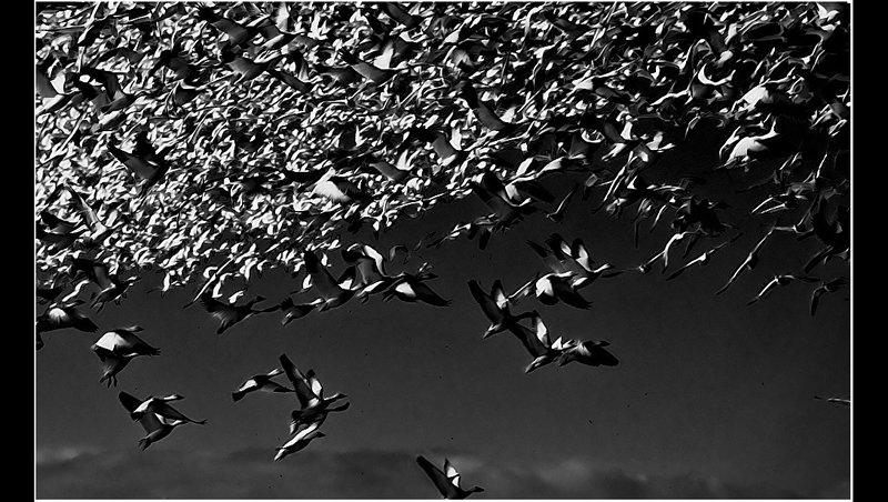 Snow Geese