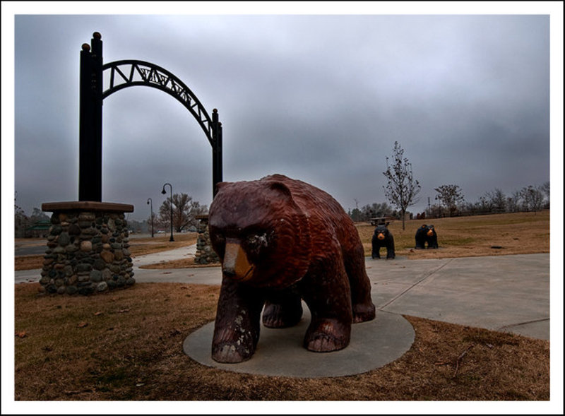 Bear family at the local river park