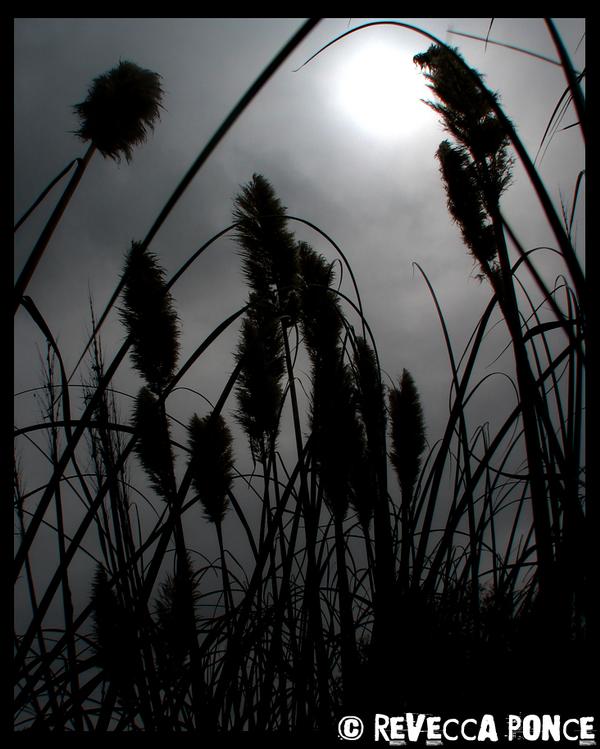 Moonlit