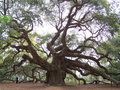 angel oak2.jpg