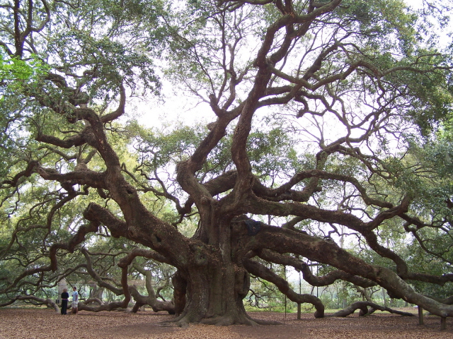 angel oak2.jpg