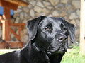 s-Best-Friend1.jpg