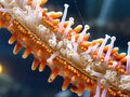Star-Fish-Macro.jpg