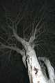 Night-Tree.jpg