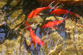 Fish3.jpg