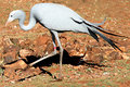 Blue-Crane.jpg