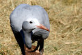 Blue-Crane2.jpg