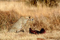 Cheetah1.jpg