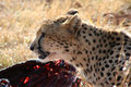Cheetah4.jpg