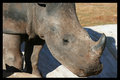 Baby-White-Rhino.jpg