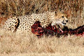 Cheetah2.jpg