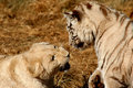 White-Lion-and-Tiger2.jpg