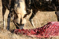 Wild-Dogs3.jpg