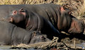 Hippo2.jpg