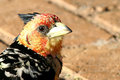 Crested Barbet.jpg