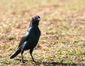Glossy Starling.jpg