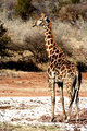 Giraffe1.jpg
